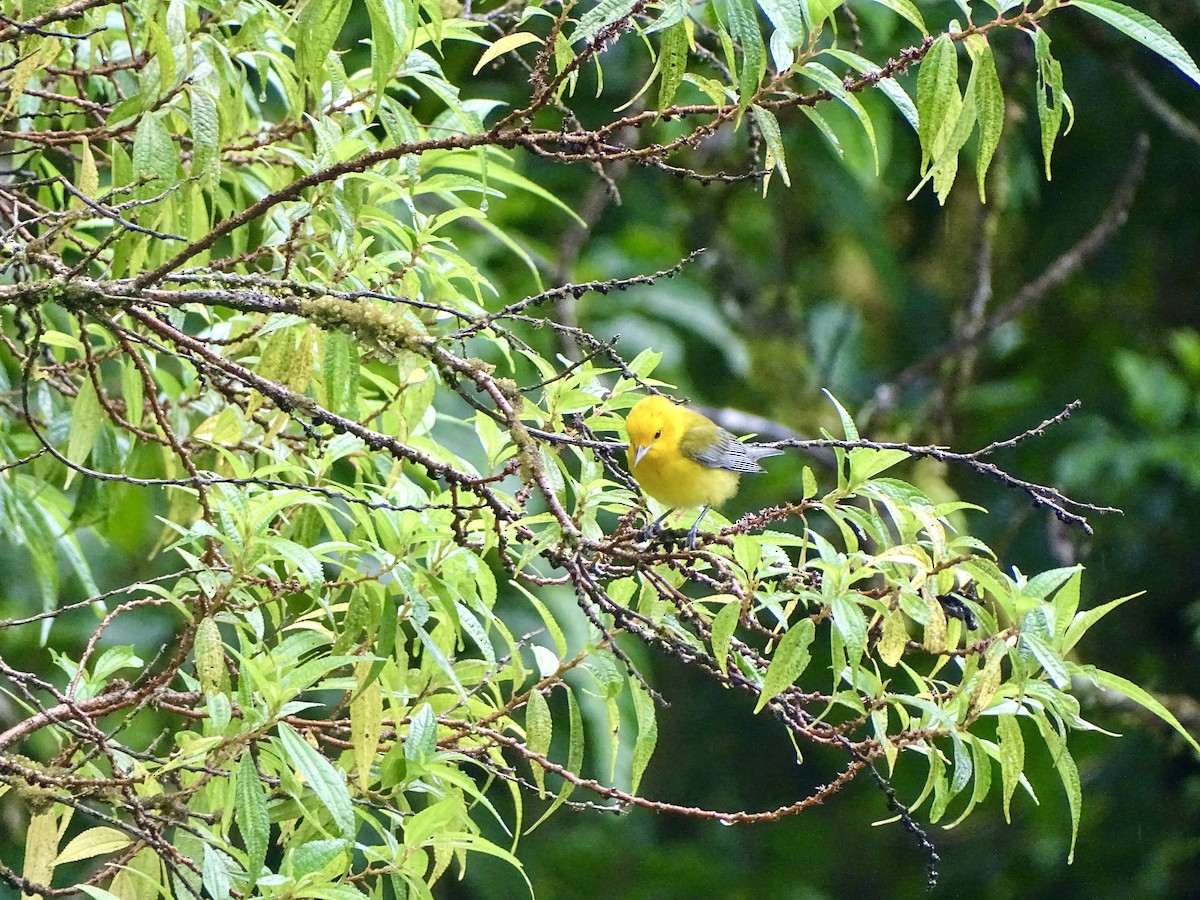 Prothonotary Warbler - ML620072088