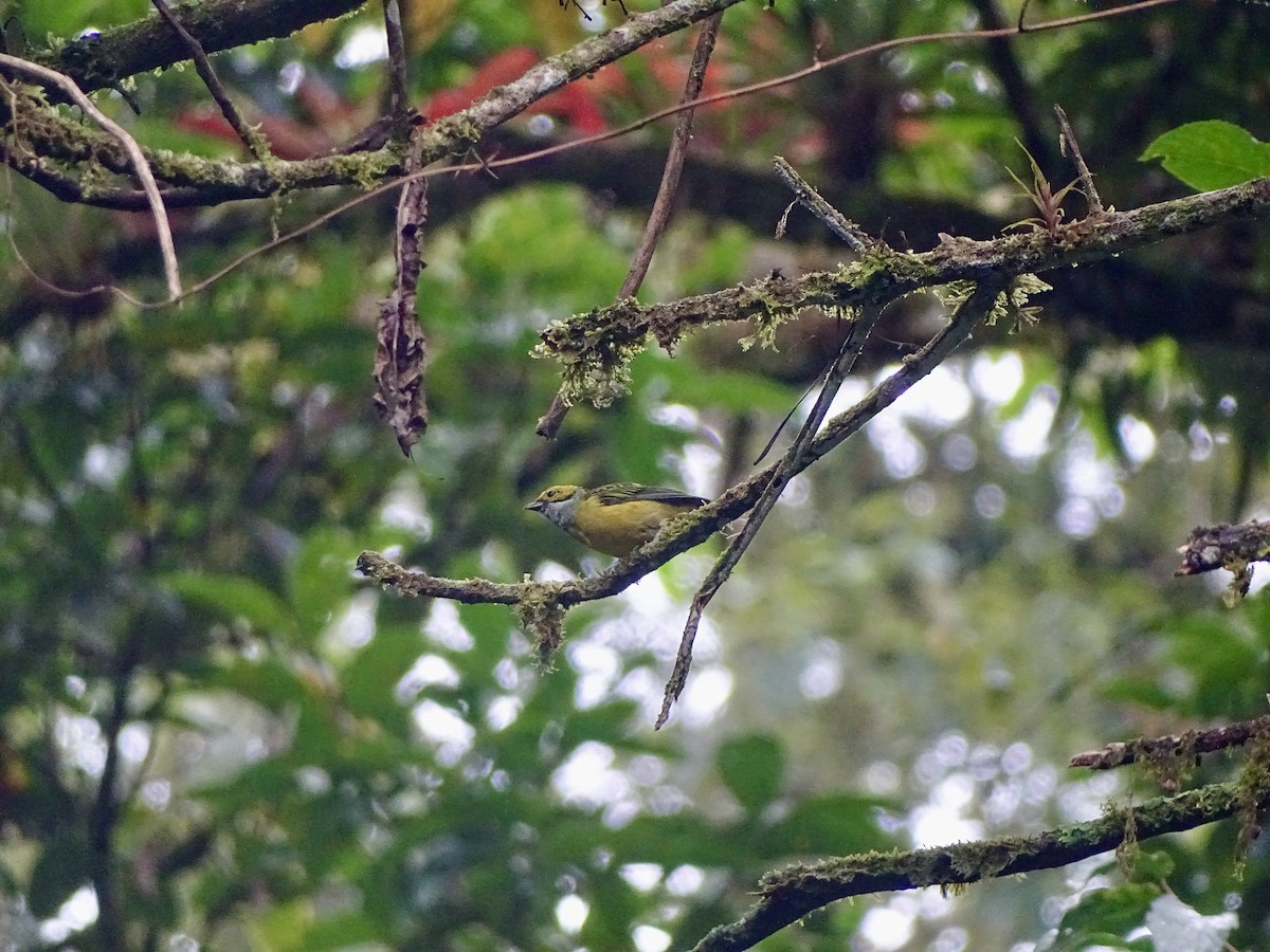 Silver-throated Tanager - ML620072105