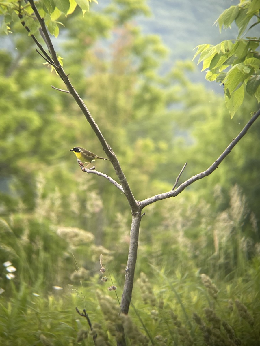 Common Yellowthroat - ML620072120