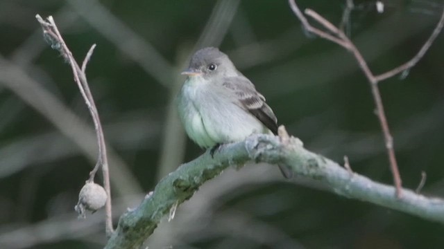 Acadian Flycatcher - ML620072123