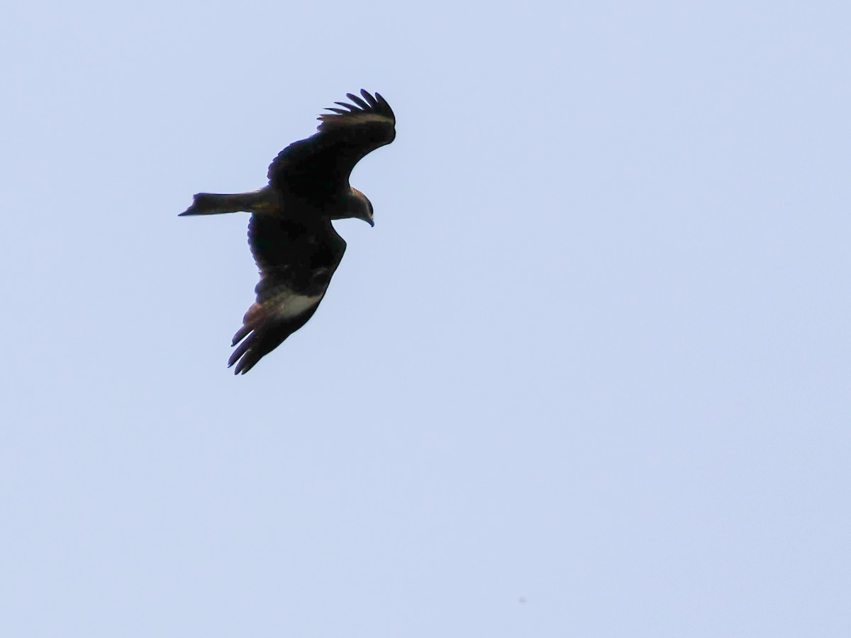 Black Kite - ML620072130