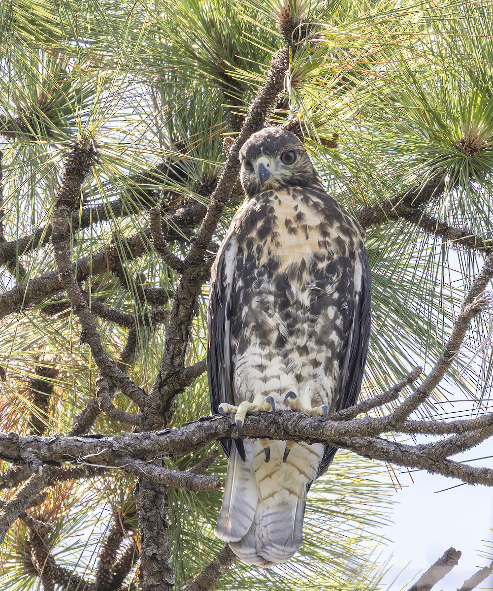 Red-tailed Hawk - ML620072149