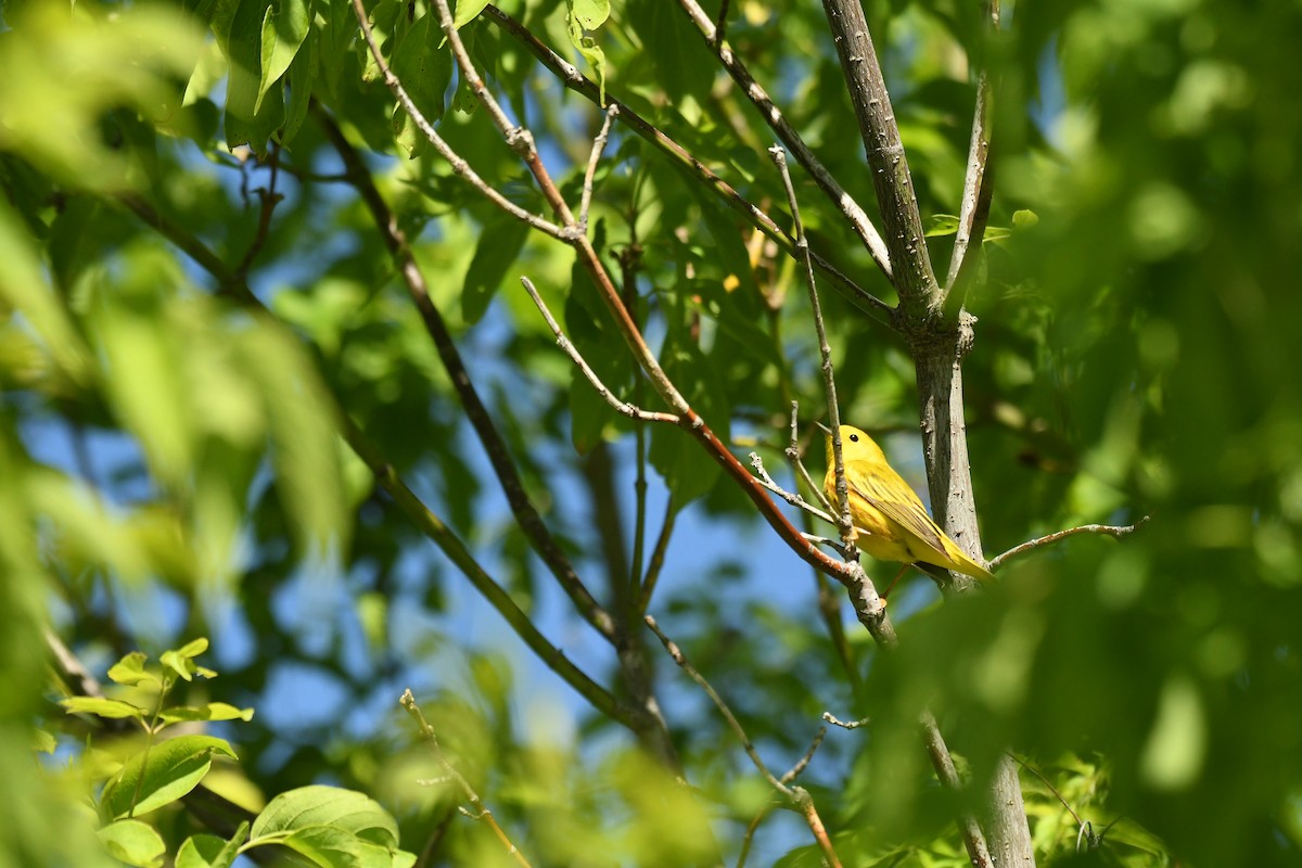 Yellow Warbler - ML620072167