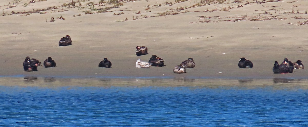 Long-tailed Duck - ML620072168