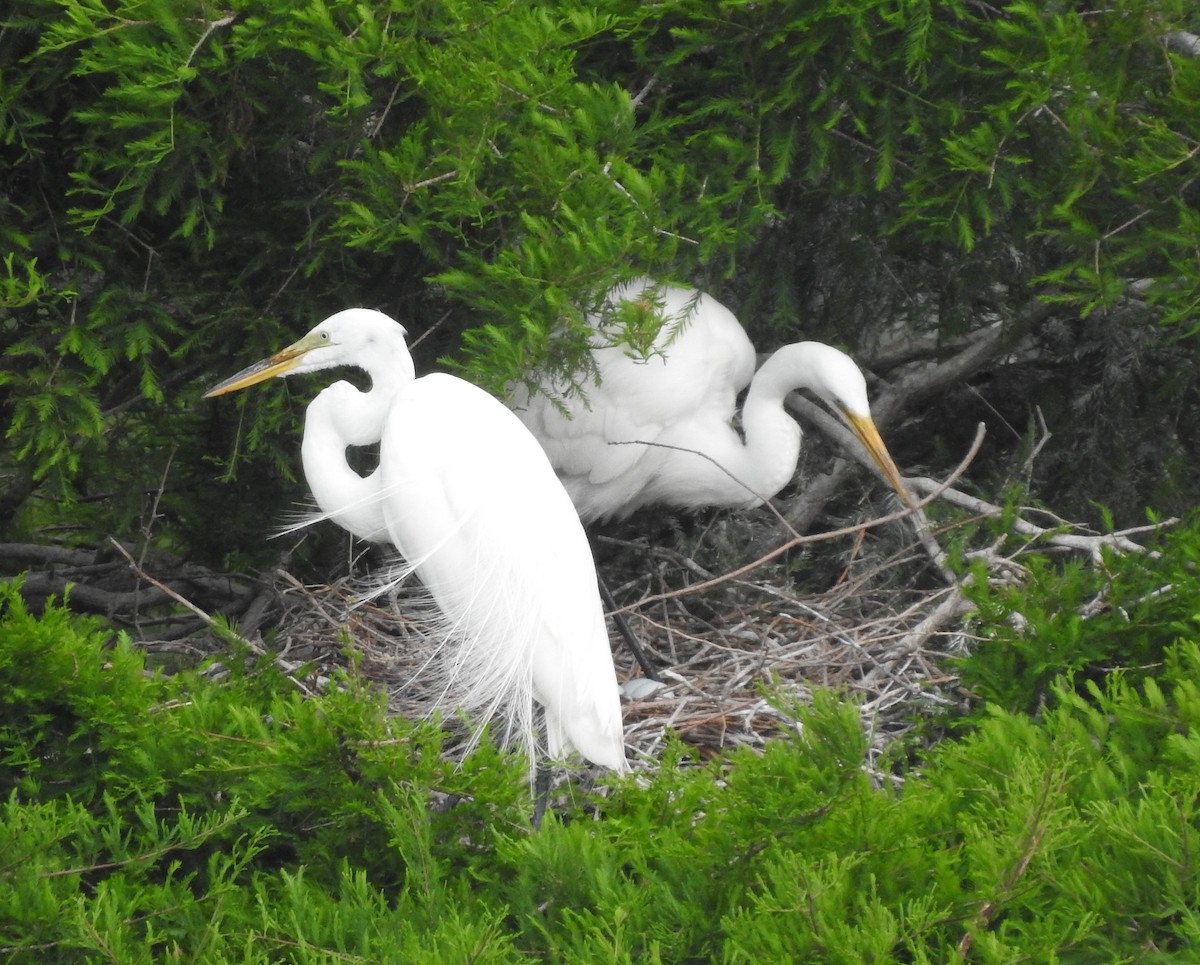 Great Egret - ML620072179