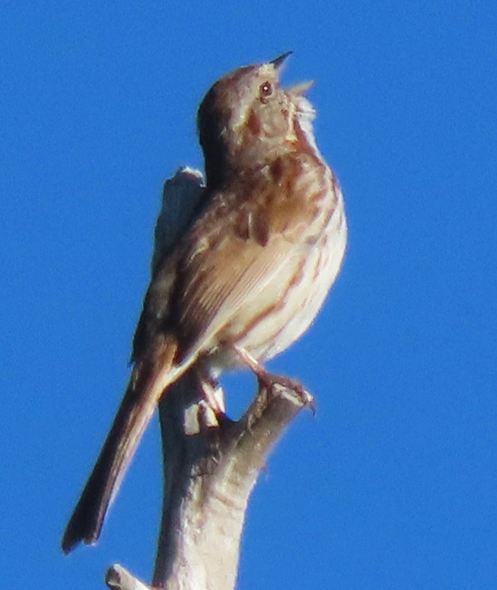 Song Sparrow - ML620072189