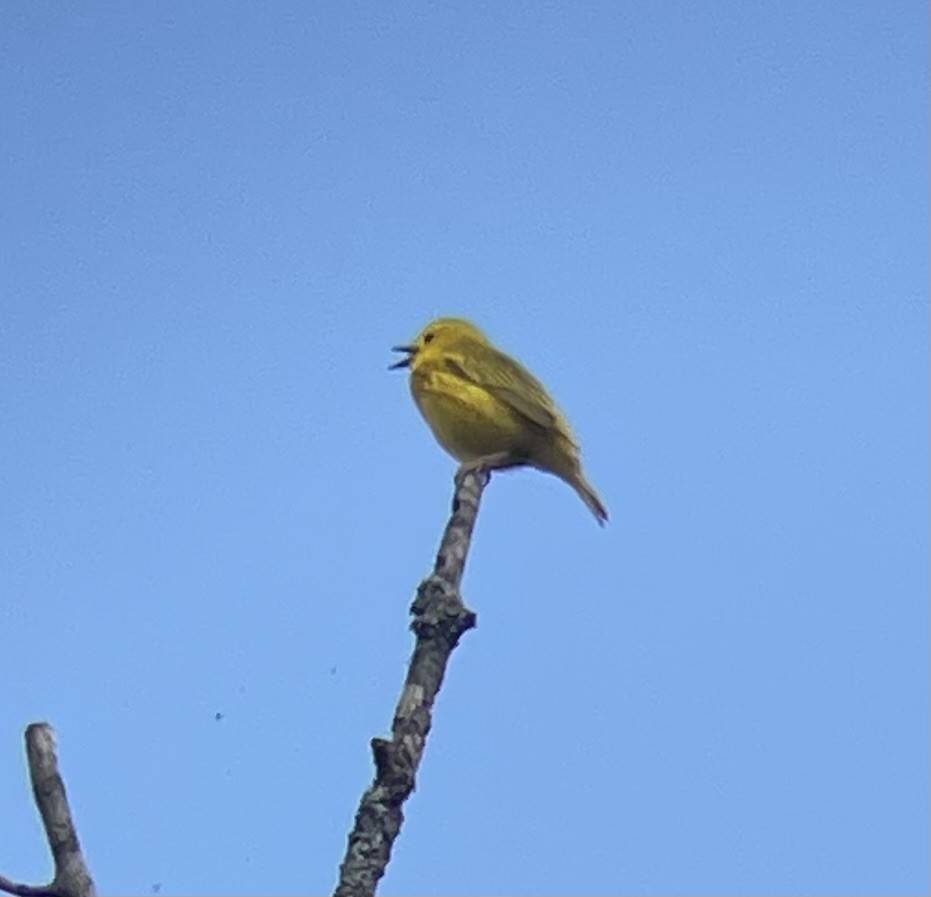 Yellow Warbler - ML620072197