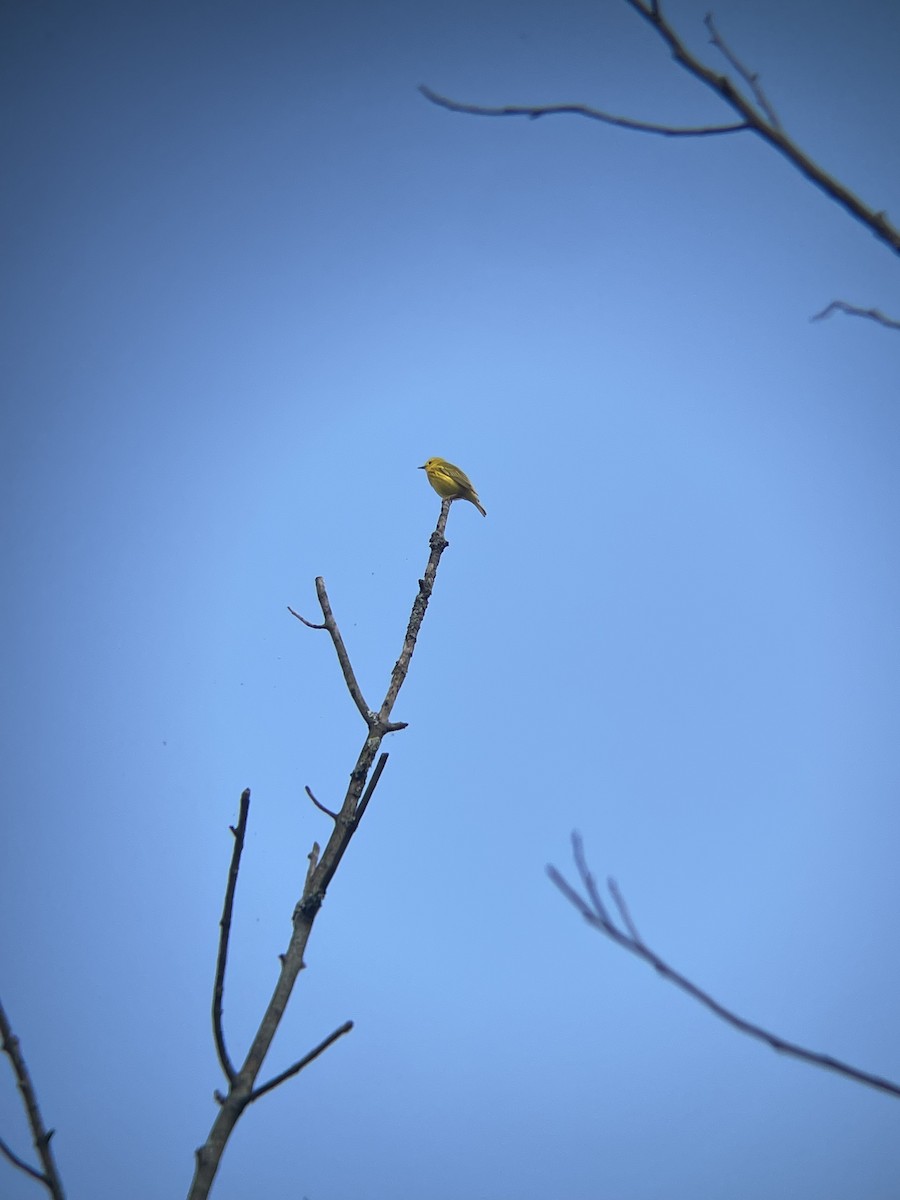 Yellow Warbler - ML620072198