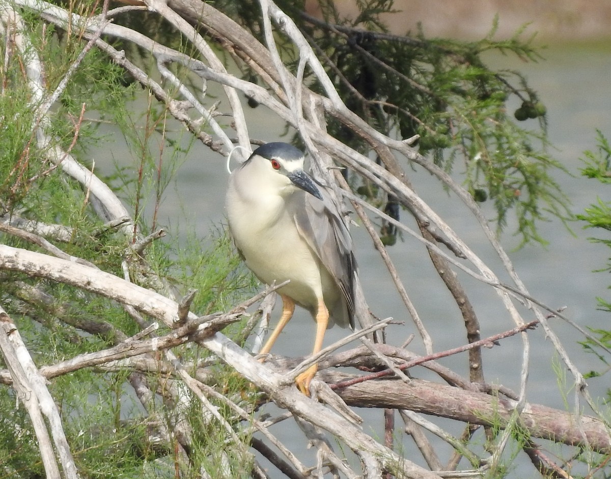 Black-crowned Night Heron - ML620072203