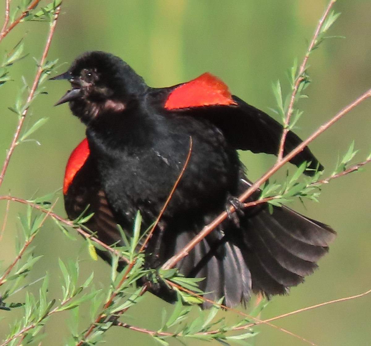 Red-winged Blackbird - ML620072210