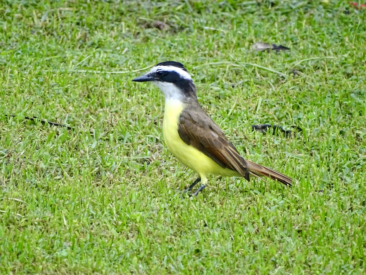 Great Kiskadee - ML620072213