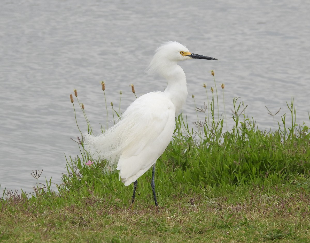 Snowy Egret - ML620072220