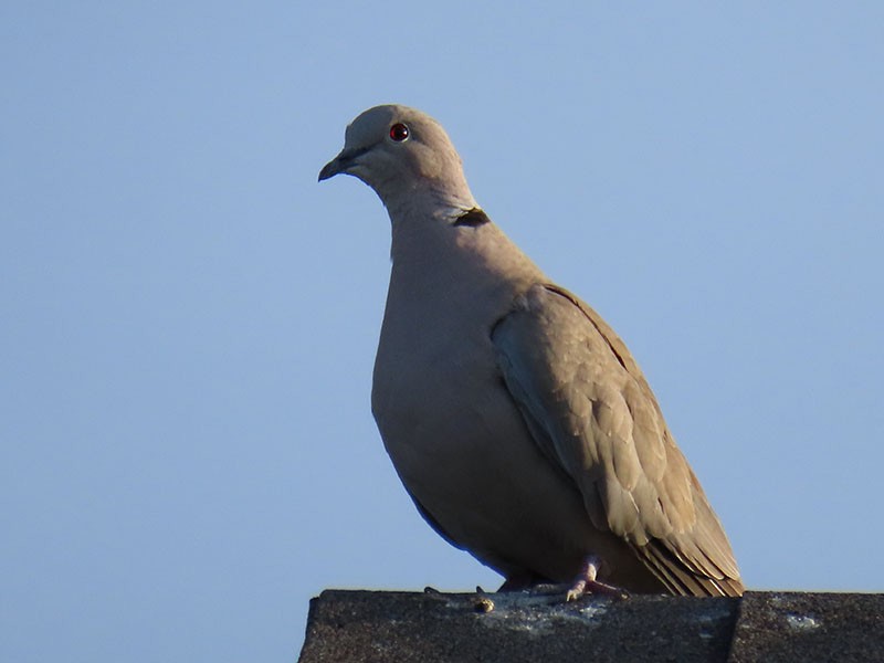 Eurasian Collared-Dove - ML620072227