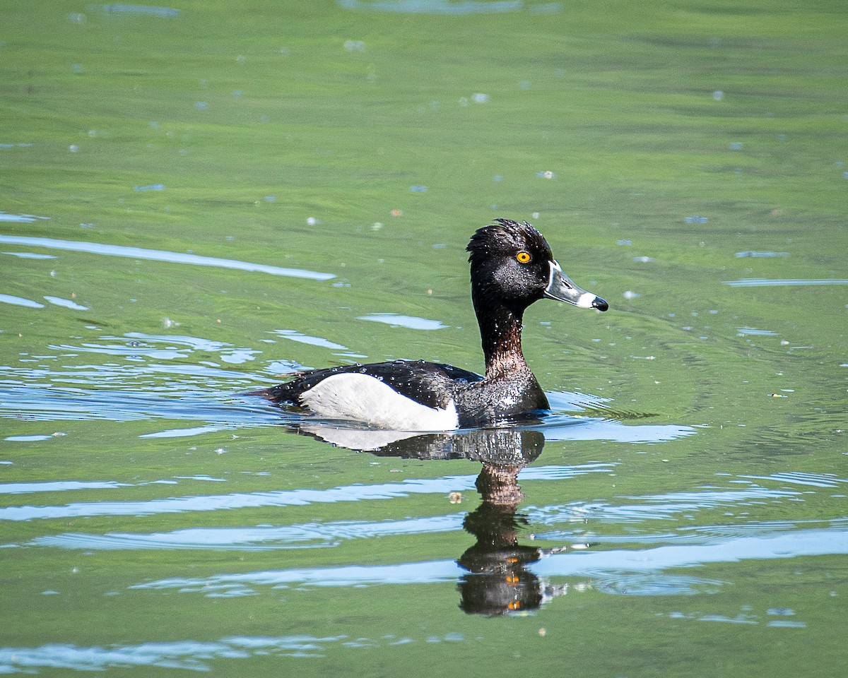 Ring-necked Duck - ML620072229