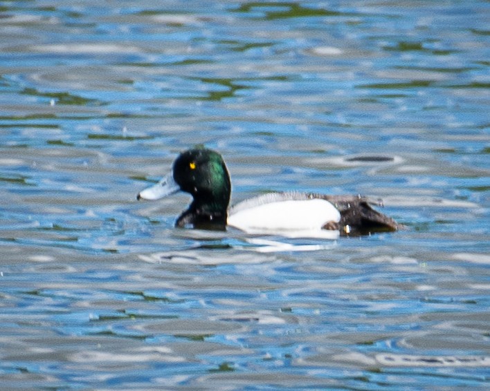 Greater Scaup - ML620072256