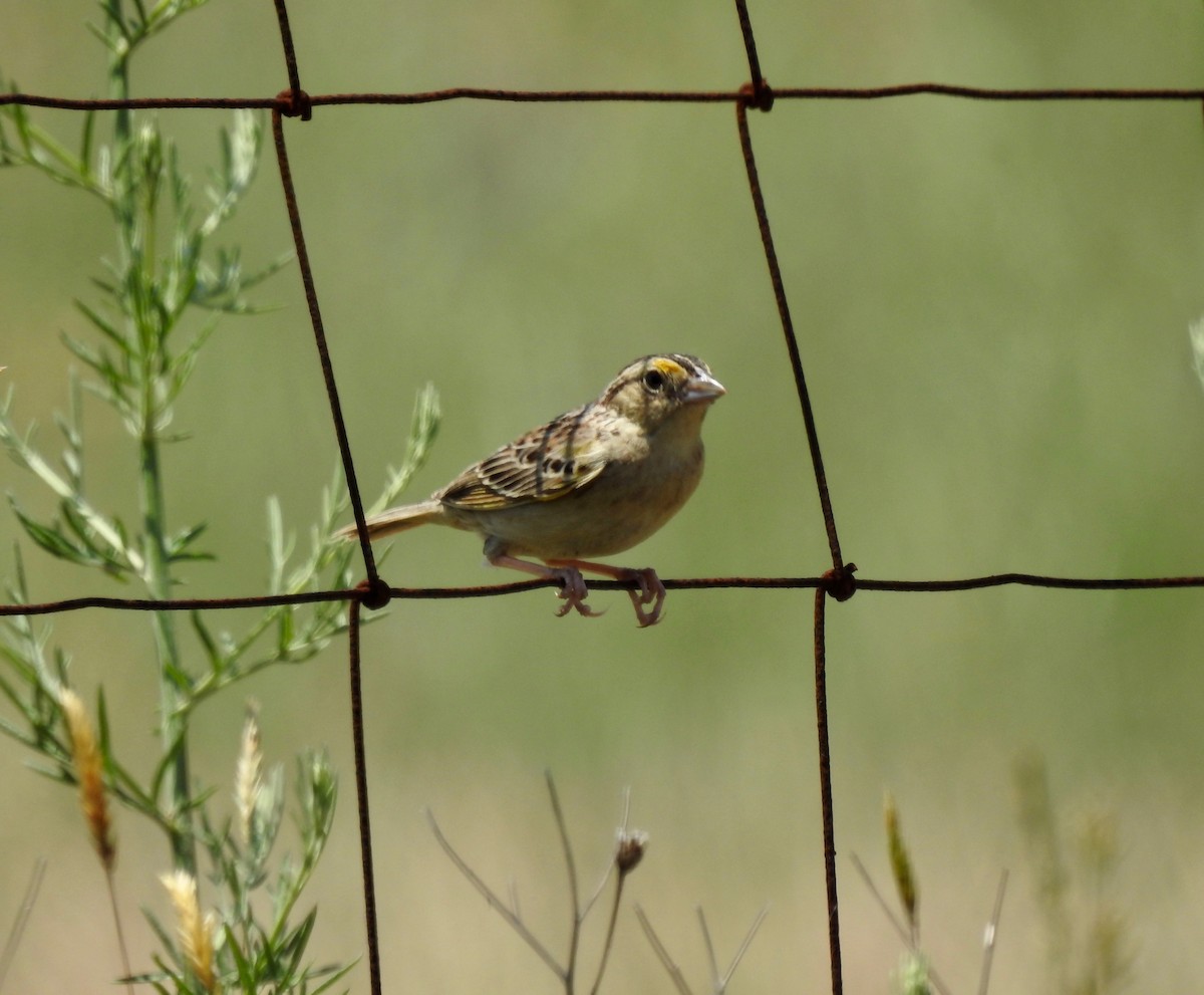 Grasshopper Sparrow - ML620072258