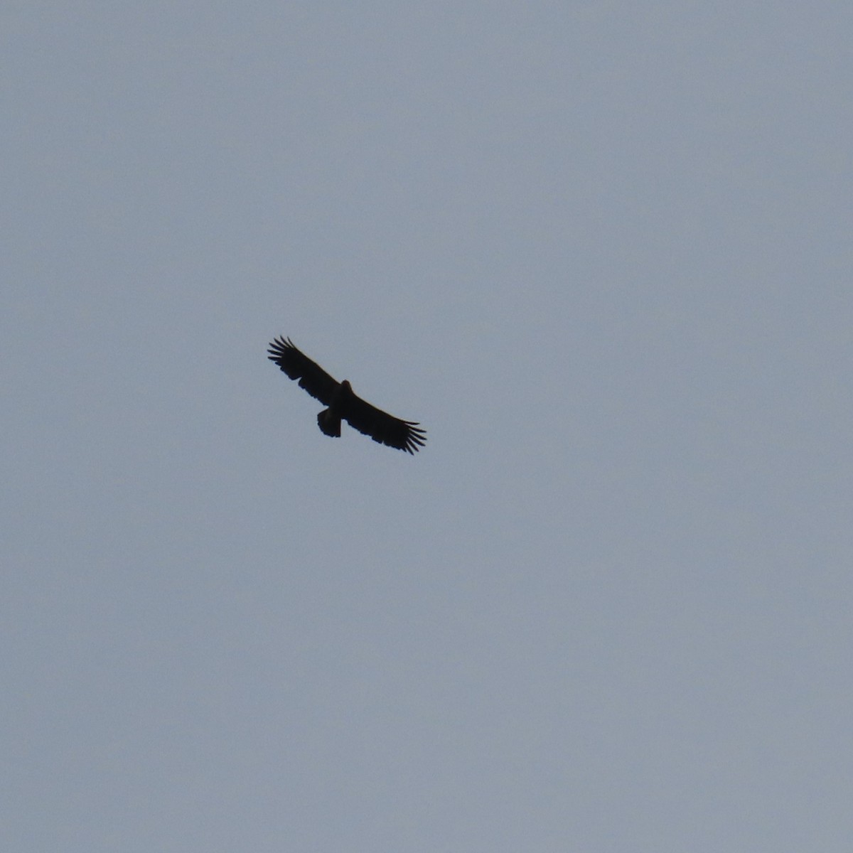 Lesser Spotted Eagle - ML620072264