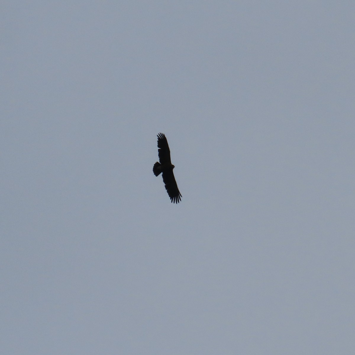 Lesser Spotted Eagle - ML620072266