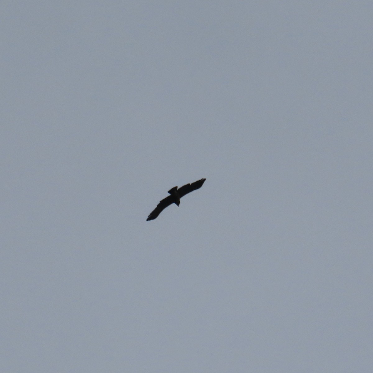 Lesser Spotted Eagle - ML620072267