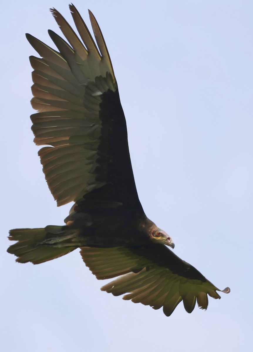 Lesser Yellow-headed Vulture - ML620072277