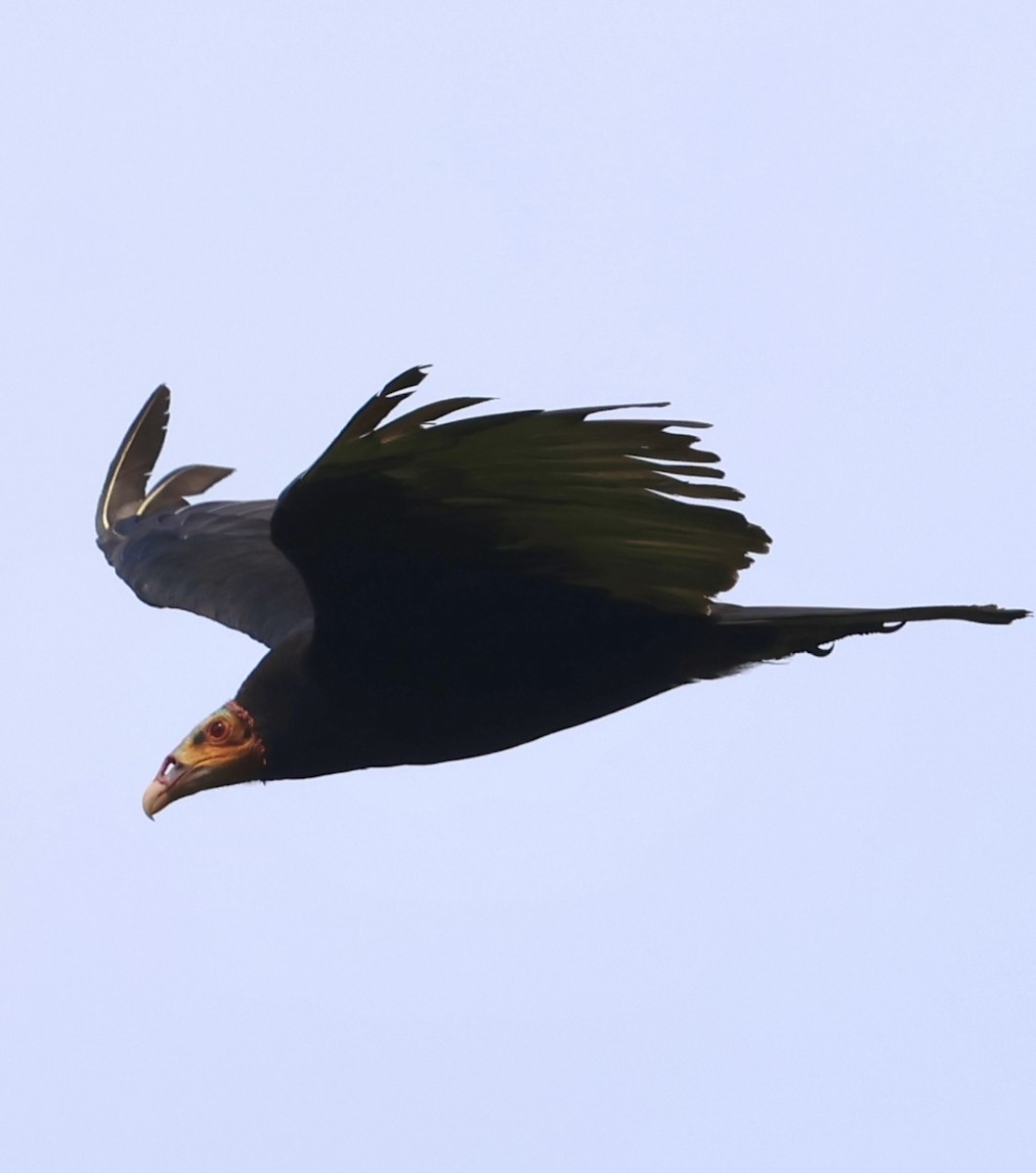 Lesser Yellow-headed Vulture - ML620072280