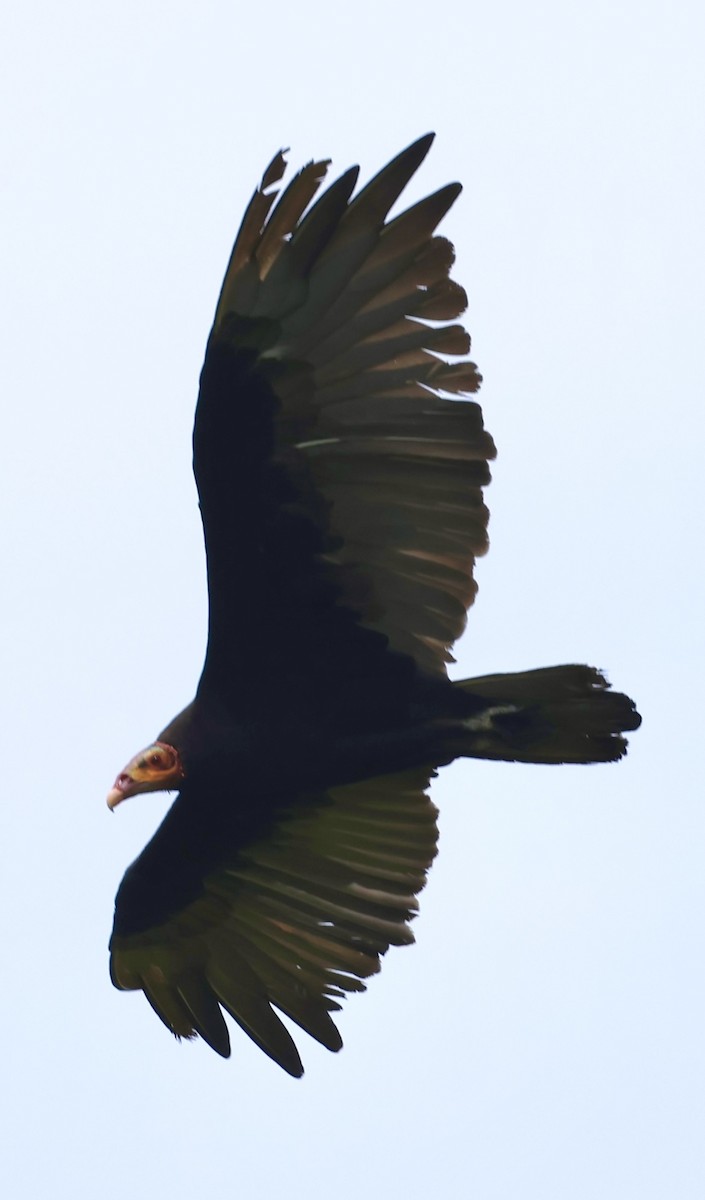 Lesser Yellow-headed Vulture - ML620072282