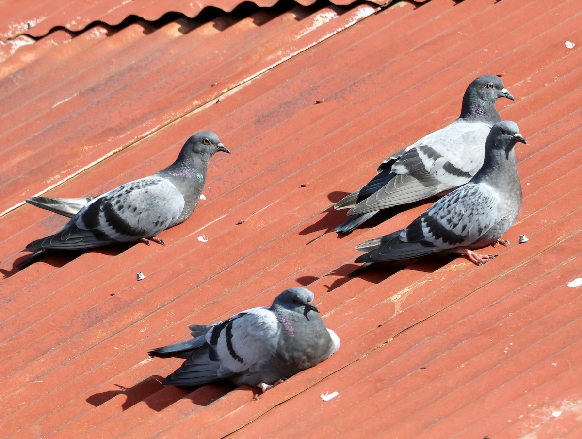 Rock Pigeon (Feral Pigeon) - ML620072304