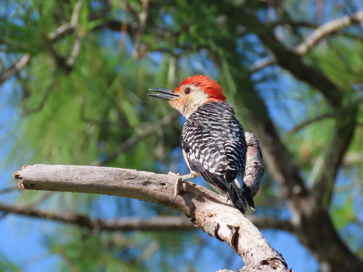 Red-bellied Woodpecker - ML620072320