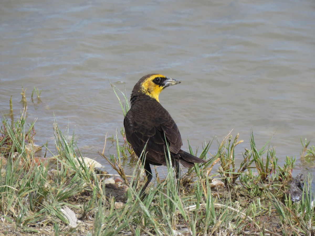 Yellow-headed Blackbird - ML620072326