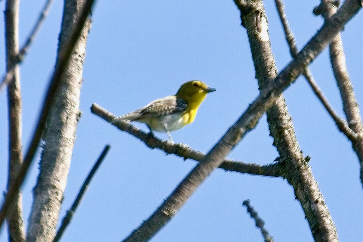 Yellow-throated Vireo - ML620072327