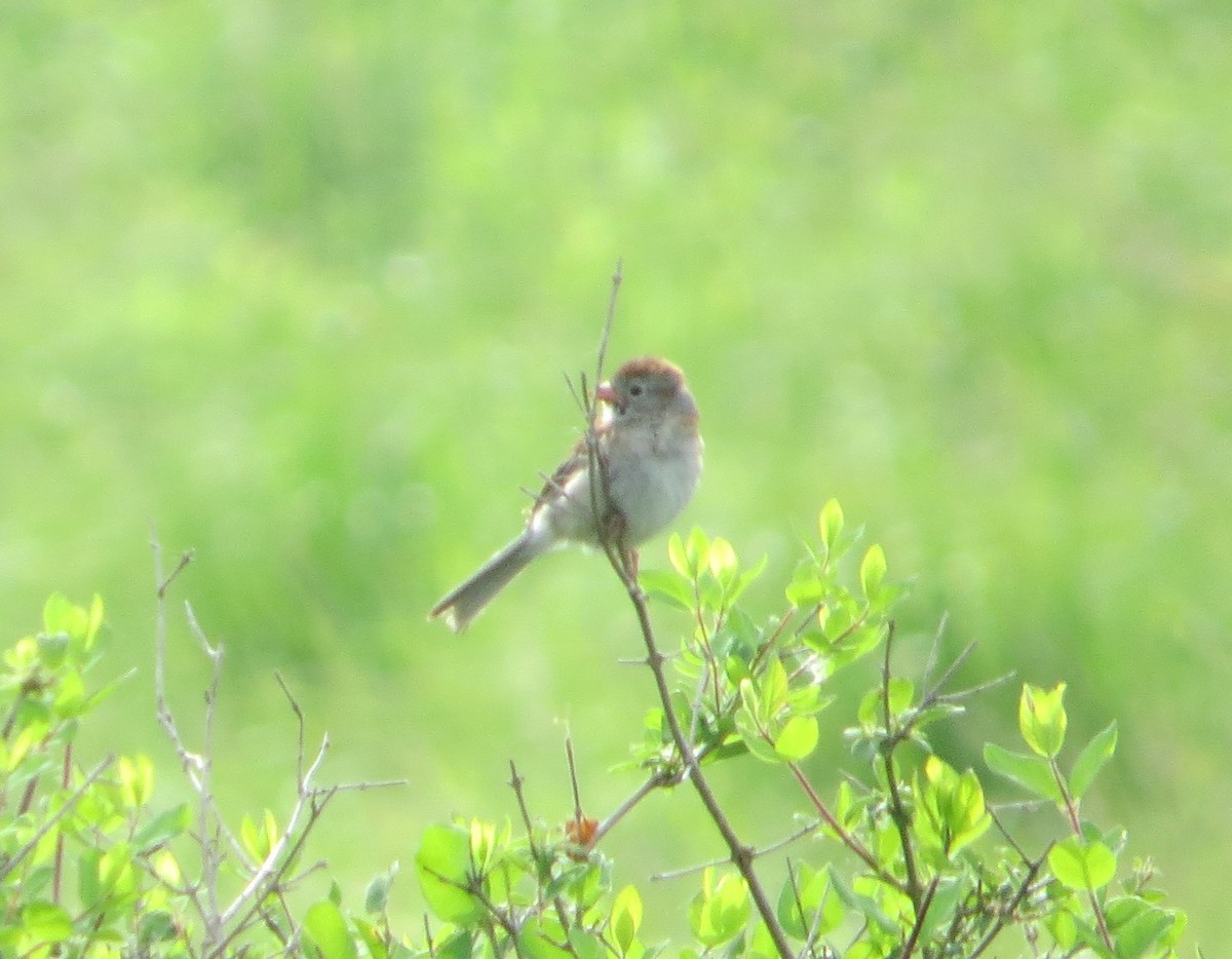 Field Sparrow - ML620072333