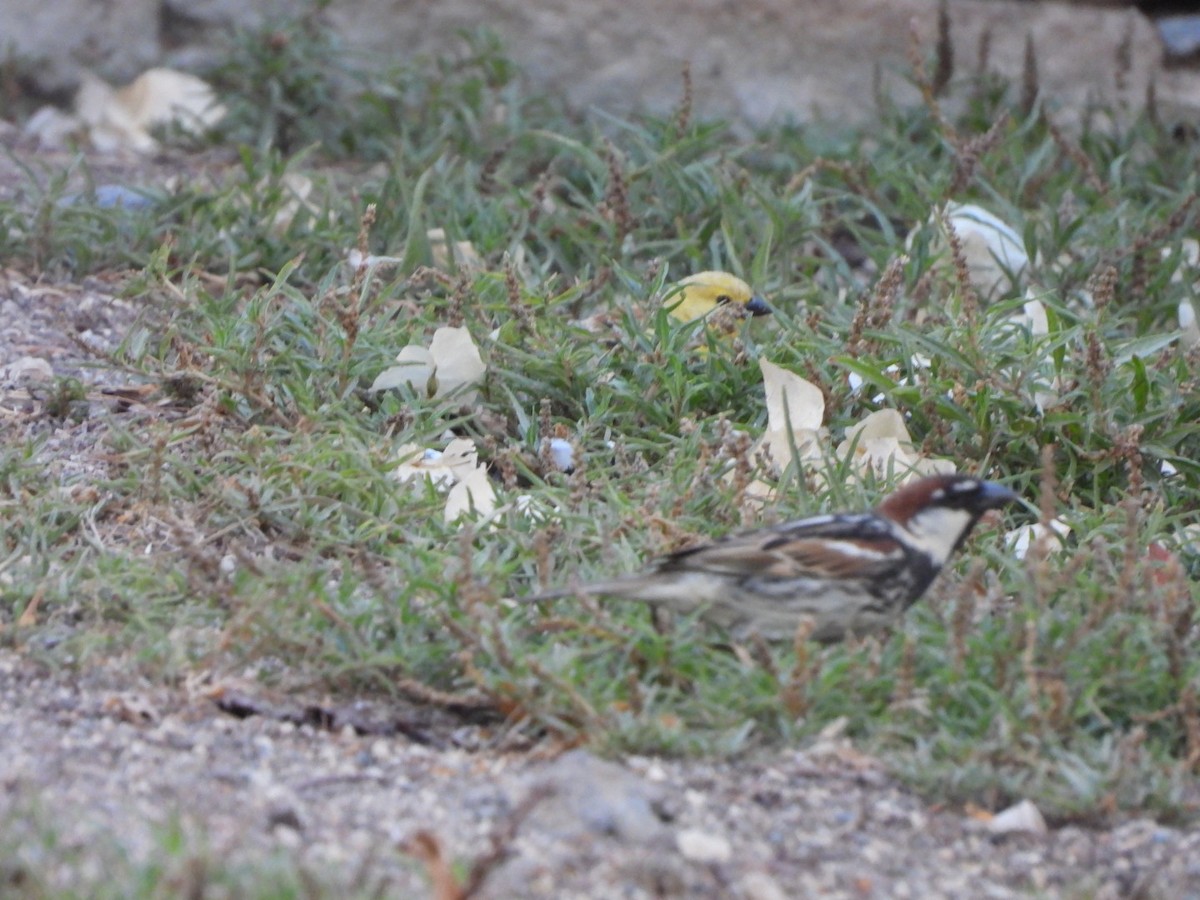 Sudan Golden Sparrow - ML620072334