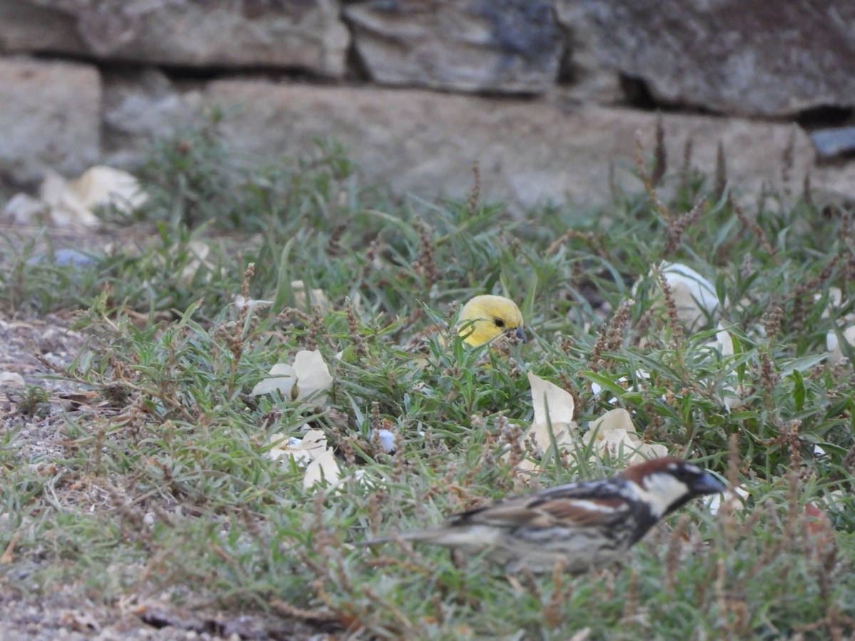 Sudan Golden Sparrow - ML620072335
