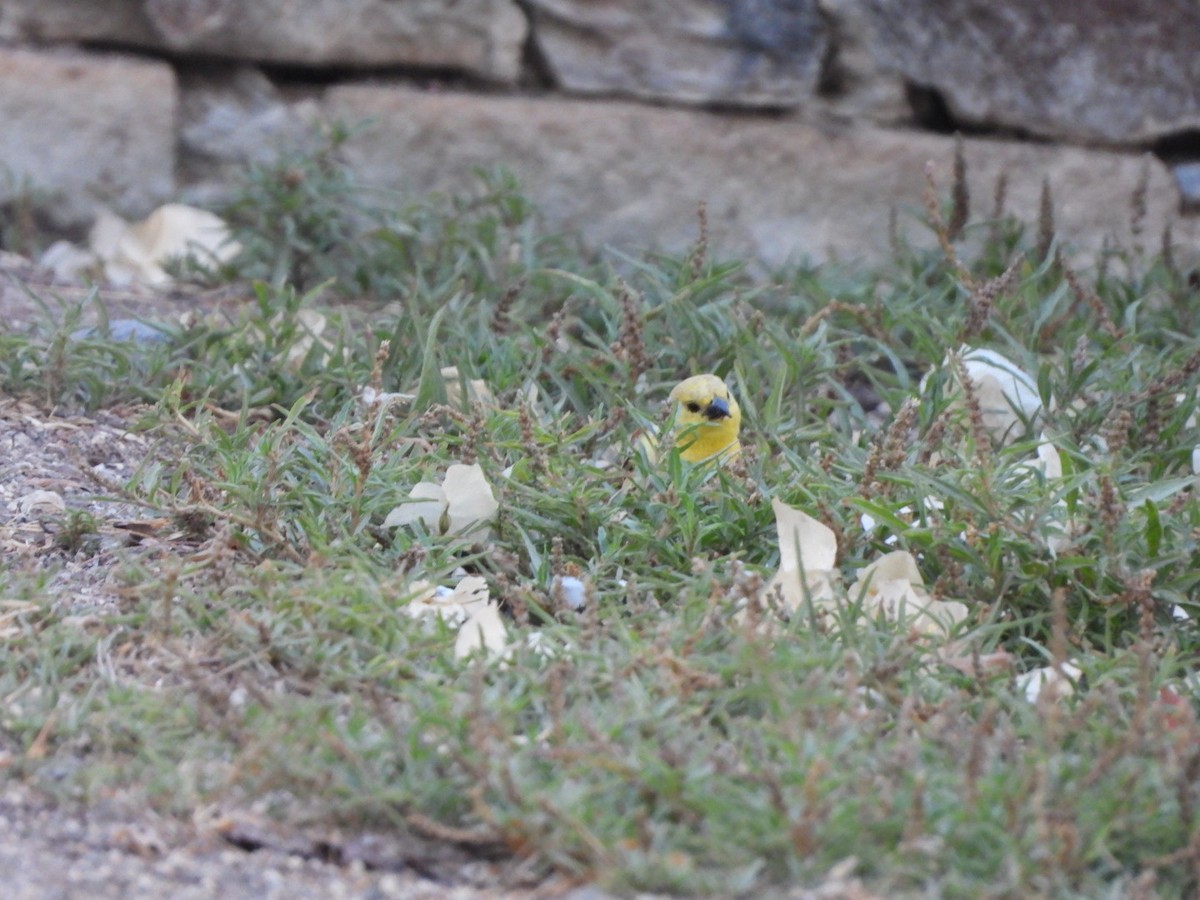 Sudan Golden Sparrow - Miguel Hernández Santana
