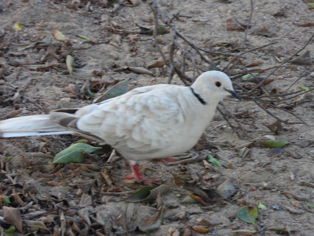 African Collared-Dove - ML620072346