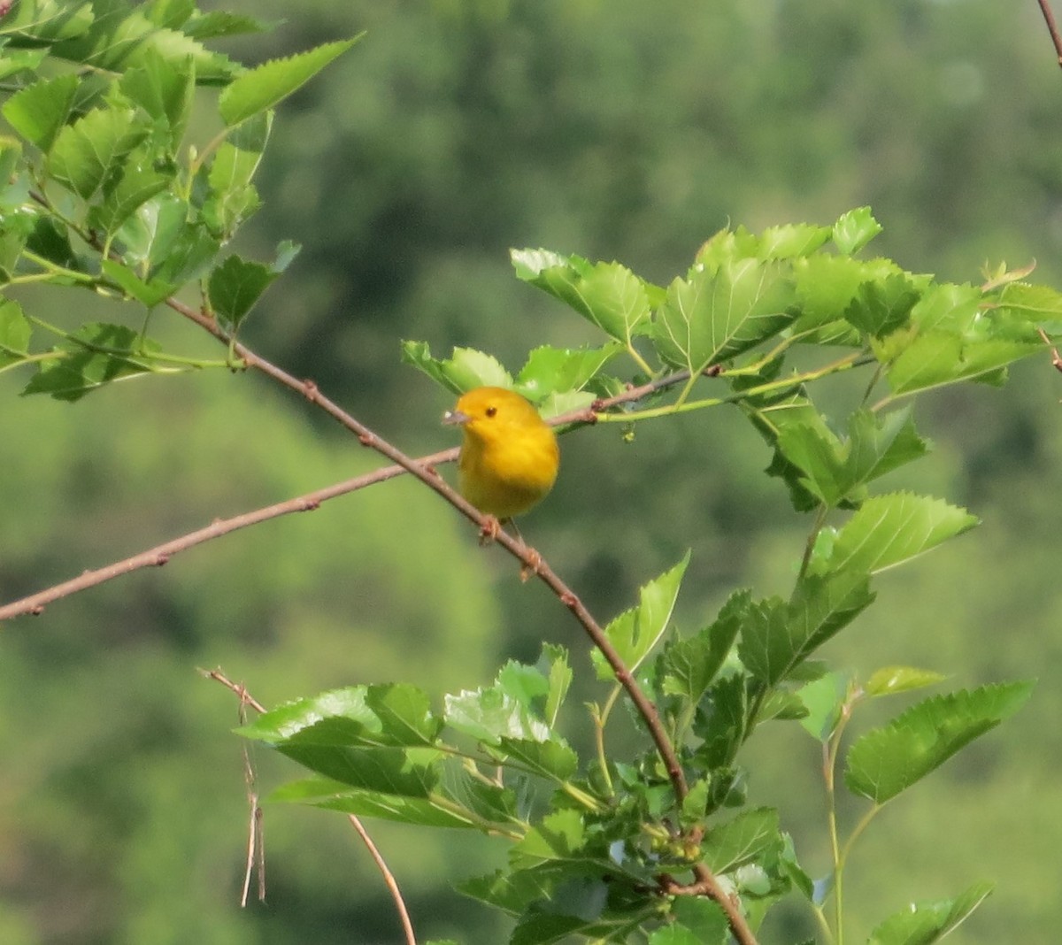 Yellow Warbler - ML620072347