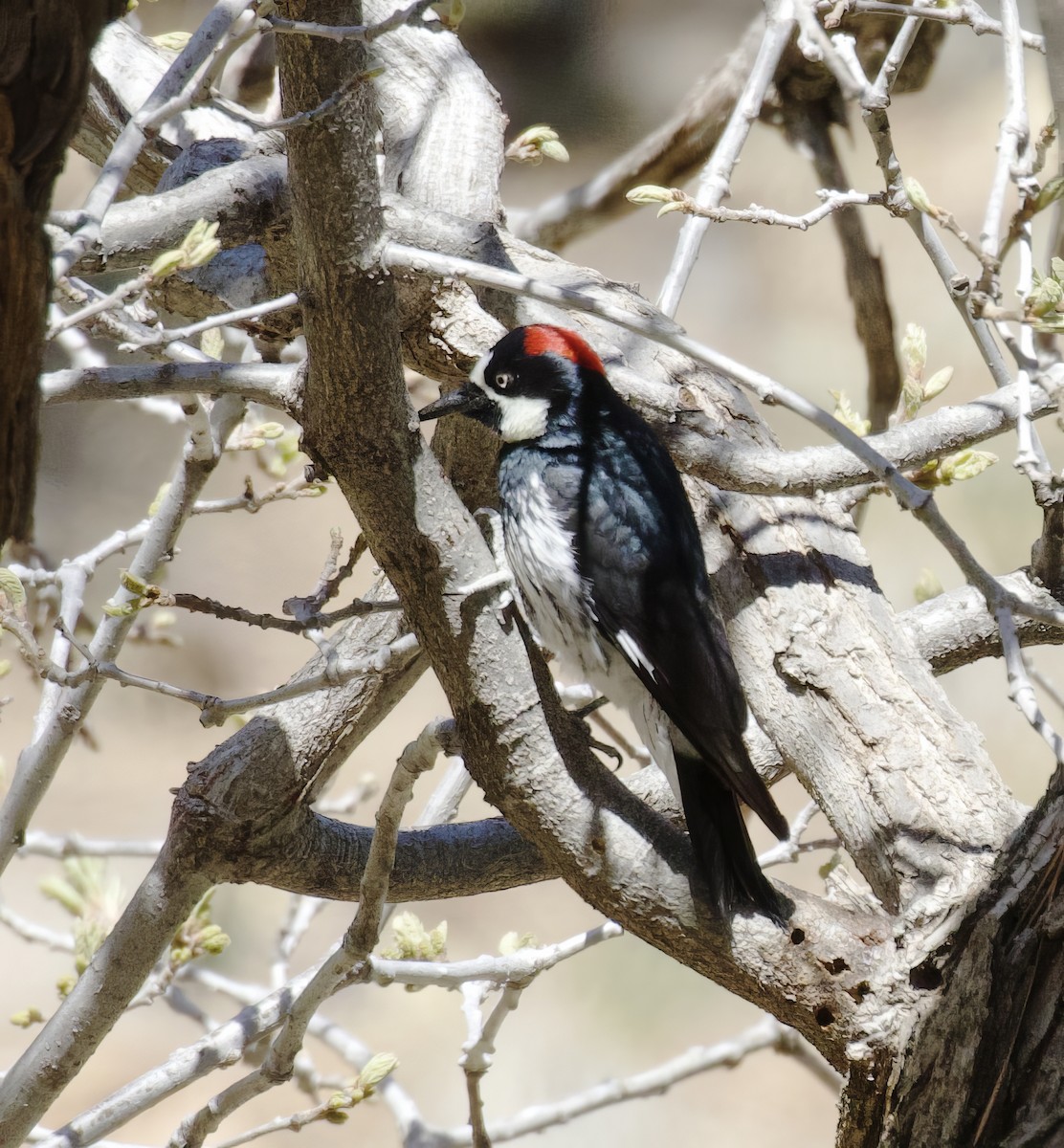 Acorn Woodpecker - ML620072368
