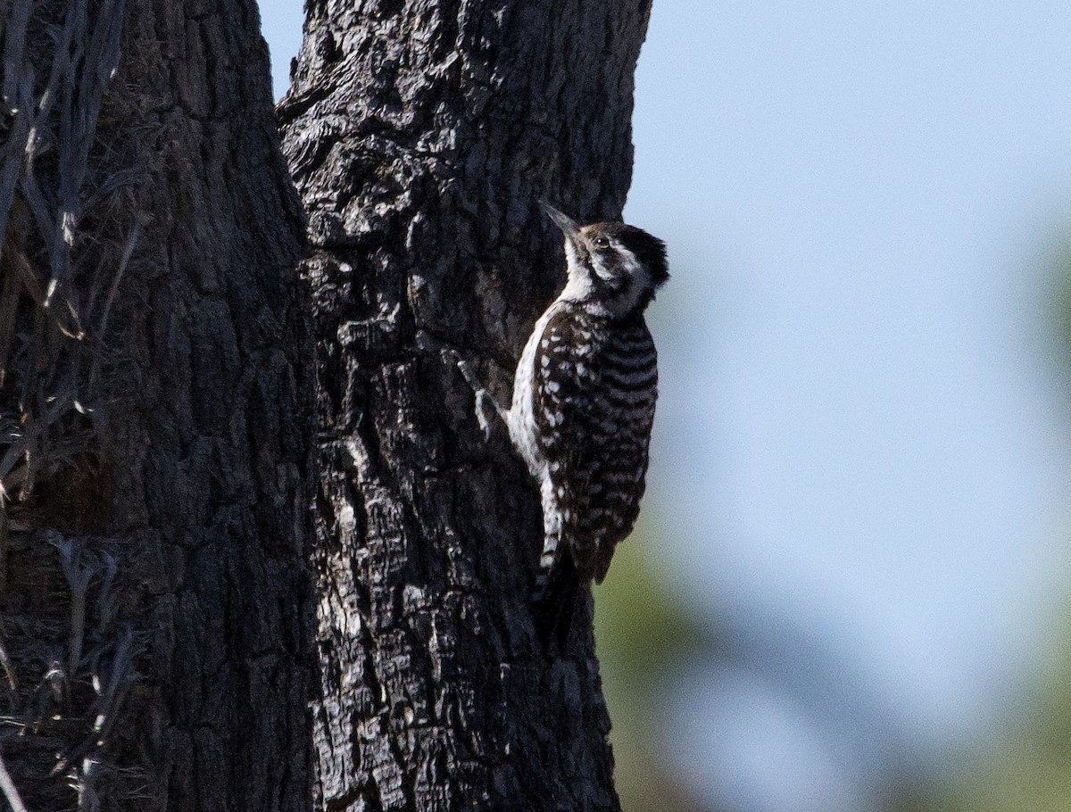 Ladder-backed Woodpecker - ML620072371