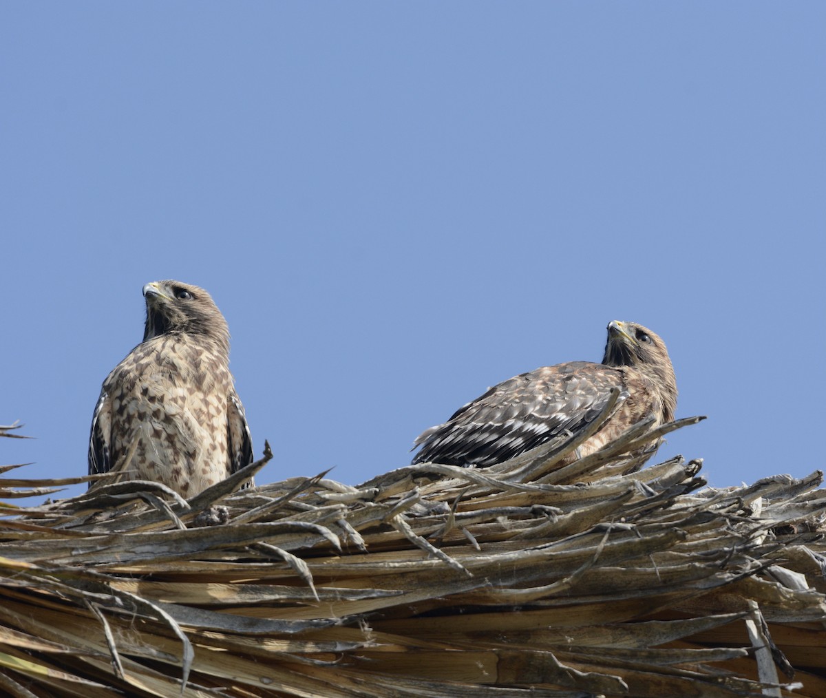 Red-shouldered Hawk - ML620072379