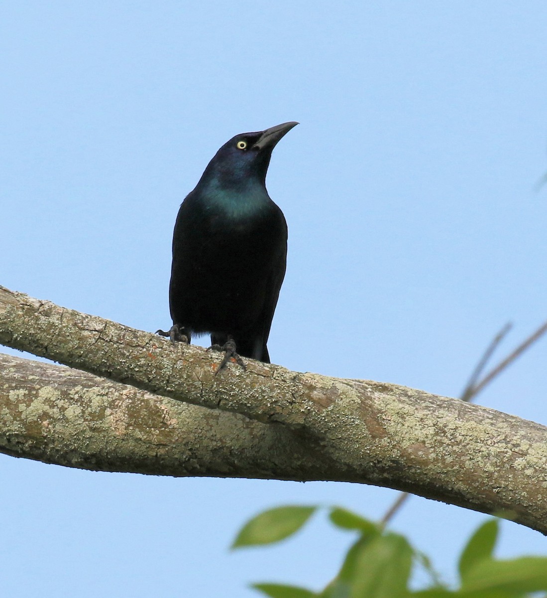 Common Grackle - ML620072397