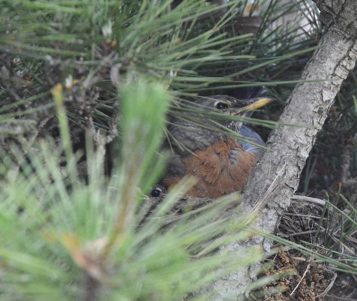 American Robin - ML620072402