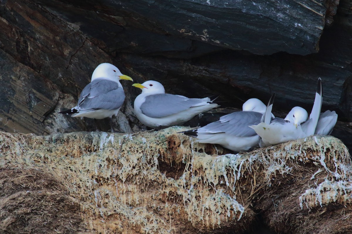 Black-legged Kittiwake - ML620072419