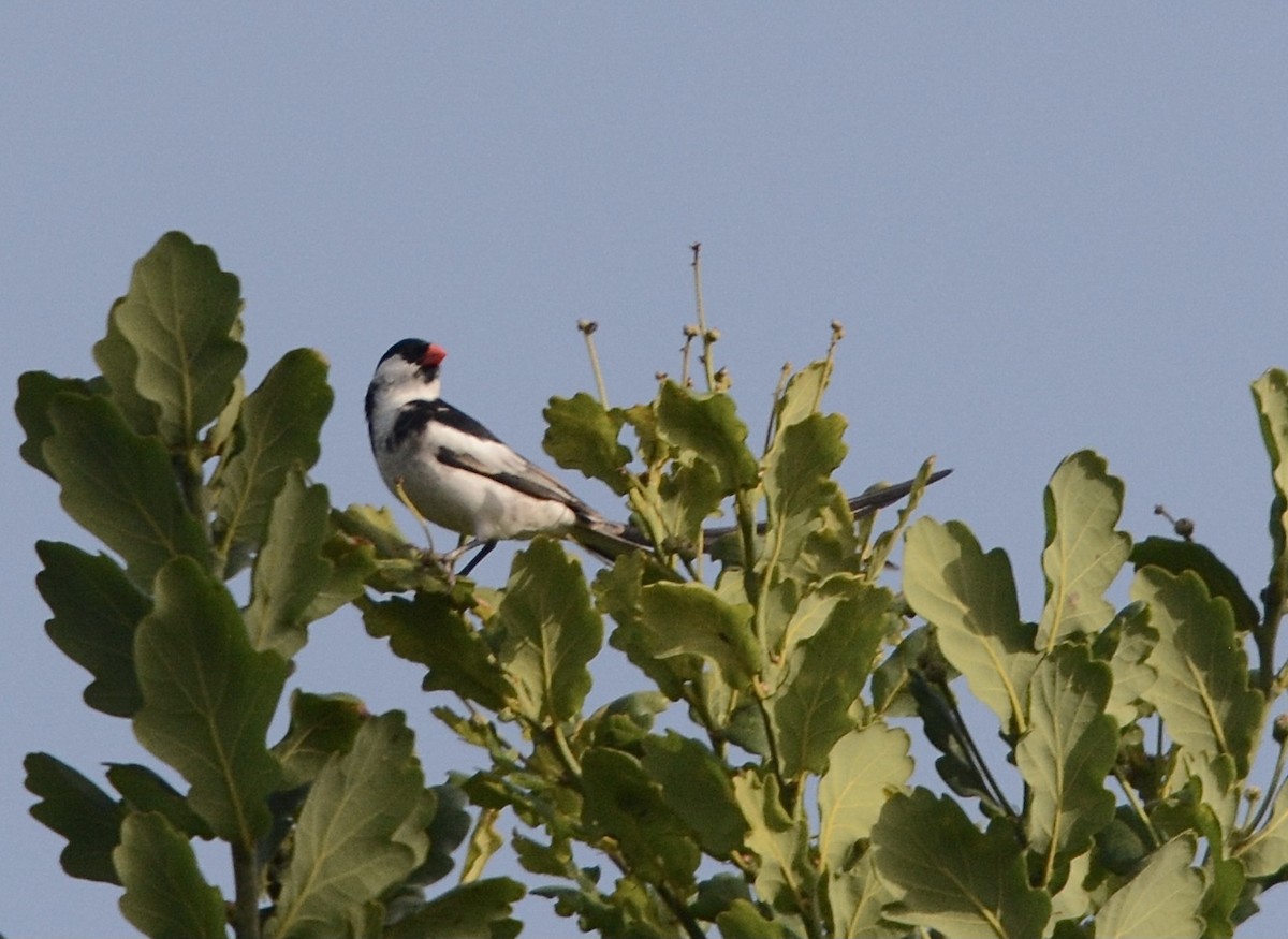 Pin-tailed Whydah - ML620072421
