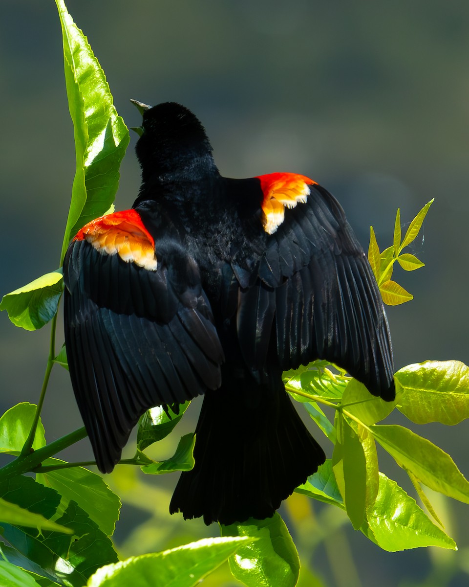 Red-winged Blackbird - ML620072424