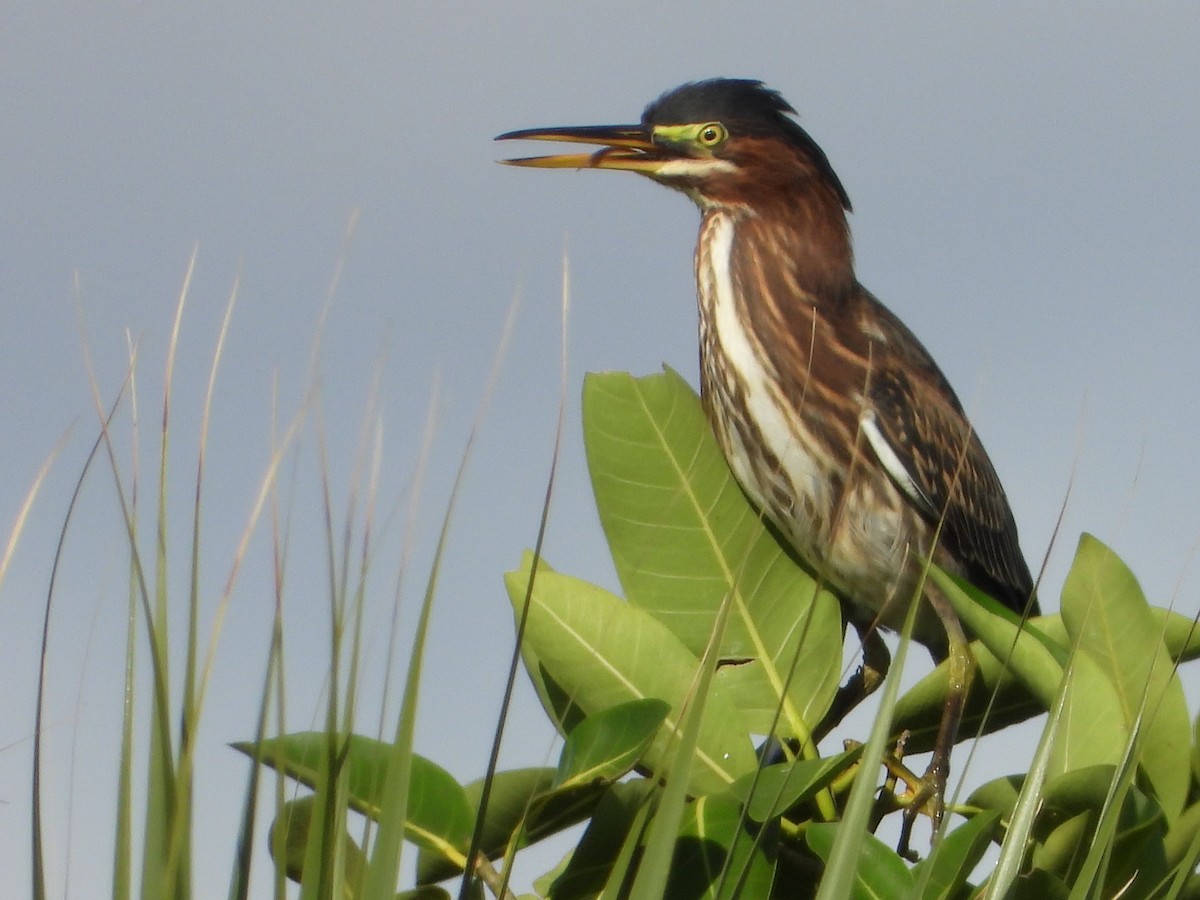 Green Heron - ML620072425