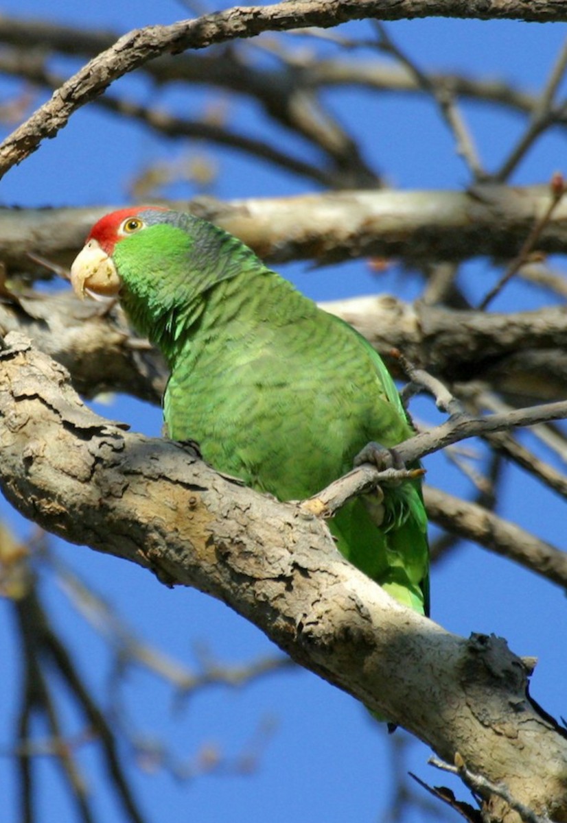 Red-crowned Parrot - ML620072437