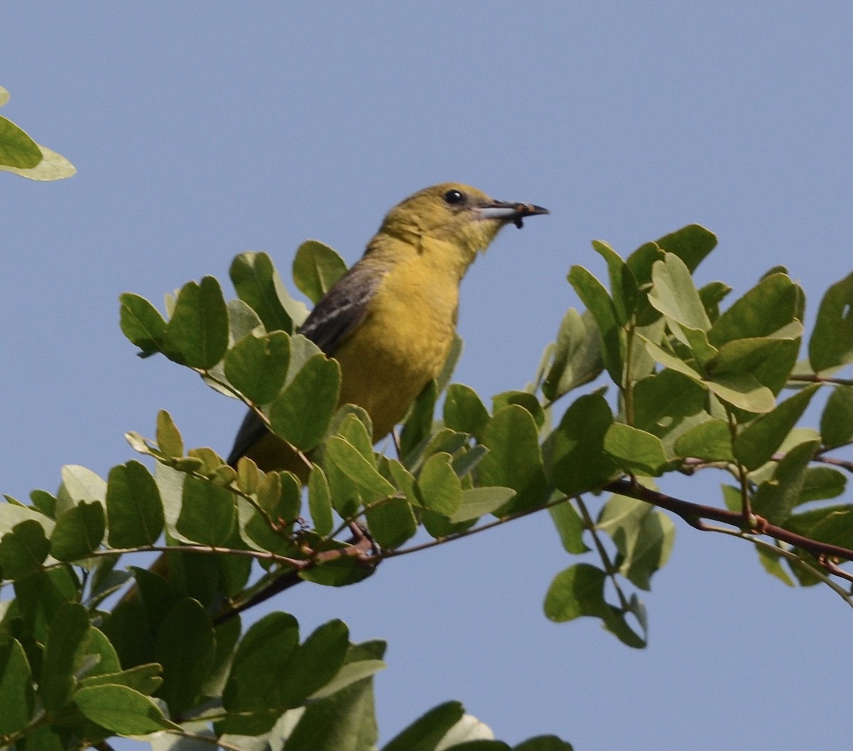 Oriole masqué - ML620072438