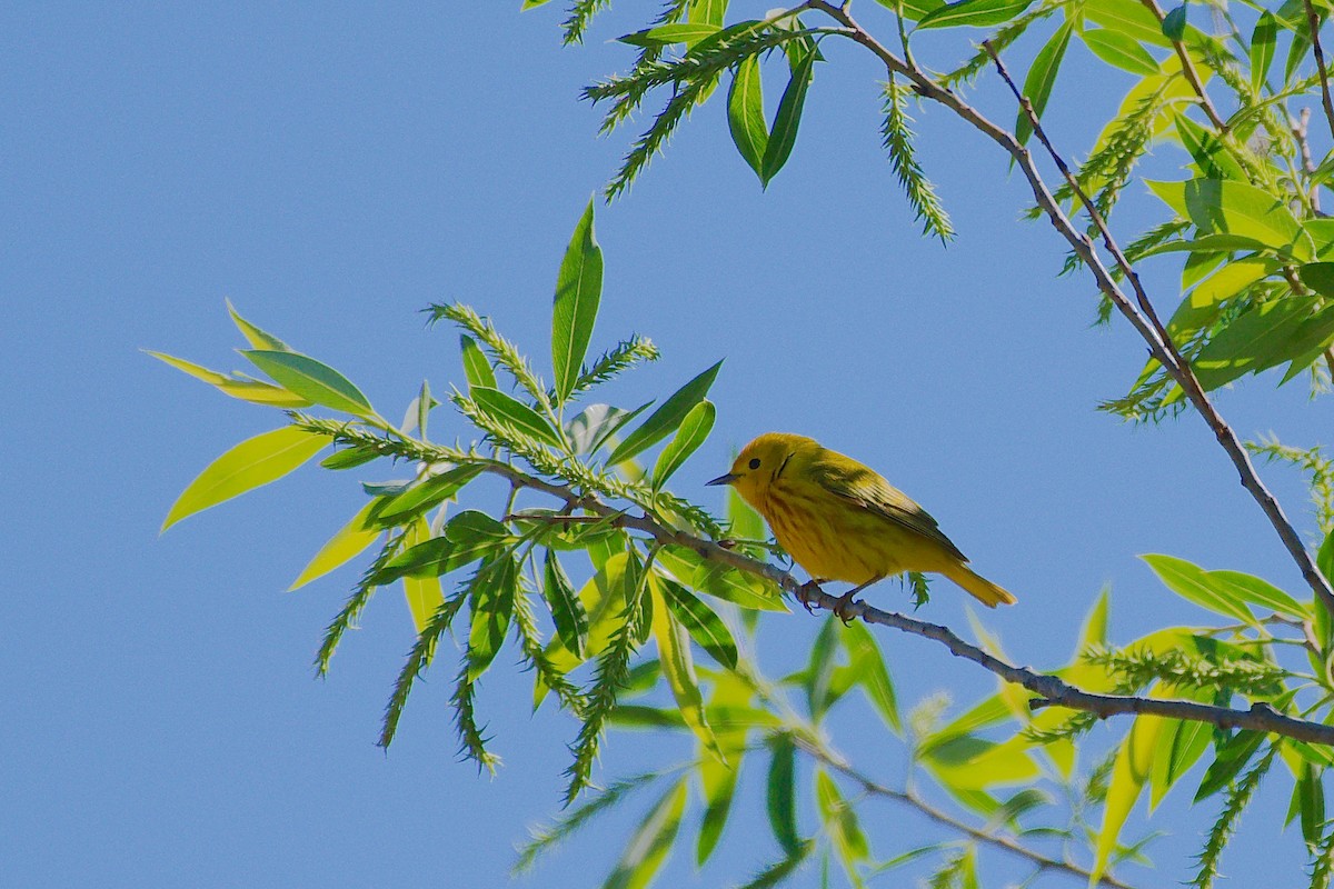 Paruline jaune - ML620072443