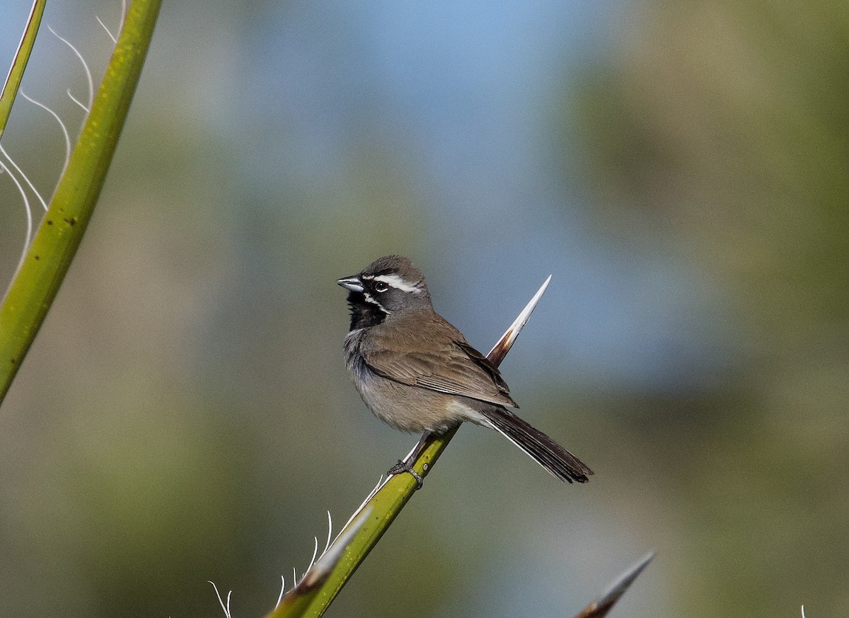 Black-throated Sparrow - ML620072450