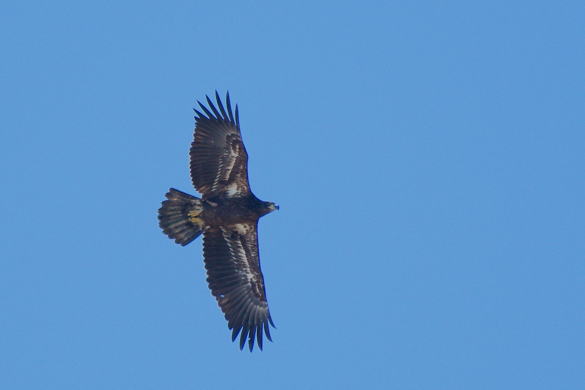 Bald Eagle - ML620072463